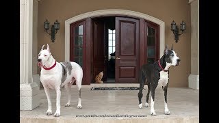 Funny Great Danes and Cat Try to Decide Inside or Outside or Inside .....