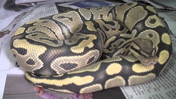 |Ball Python Collection Update, November 2012|