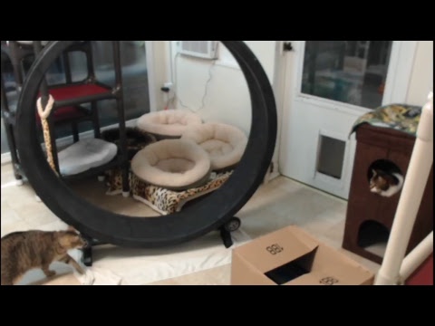 special needs animal rescue Blind Cat Rescue & Sanctuary, Inc Live Stream