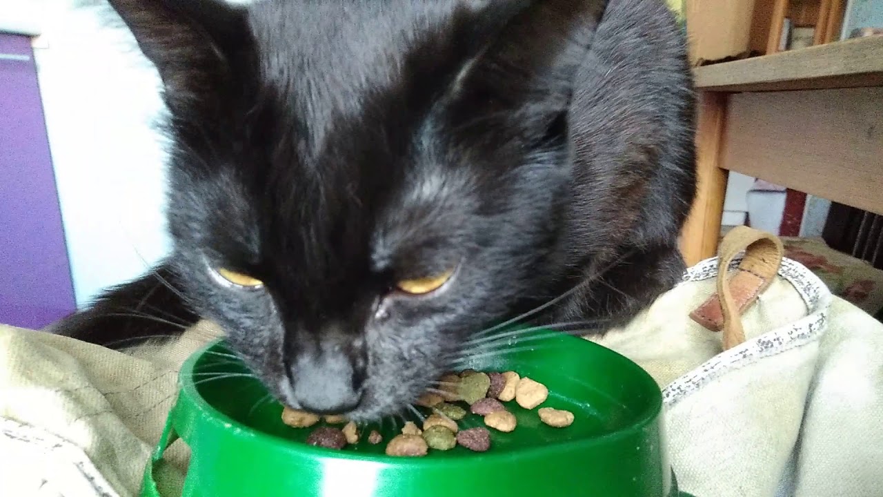 Сфинкс ест сухой корм. Кот ест корм. кот есть корм видео. кот ест лапой сухой корм gif.