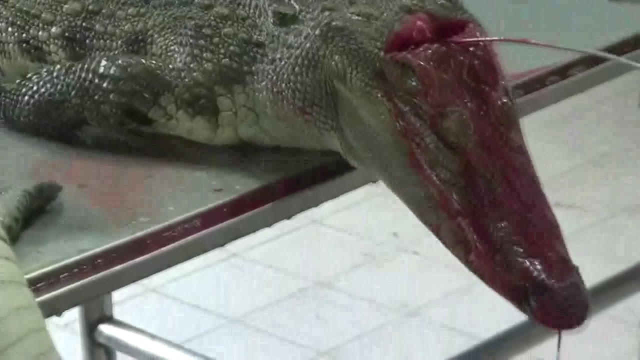 PETA denuncia muerte violenta de cocodrilos para hacer bolsos Louis Vuitton  - YouTube