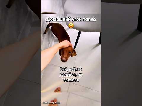 Тапочный грабёж😄#юмор#прикол#смех#смешно#мем#funnyvideo#смешноевидео#жиза#собака#пес#щенок#бег#лол