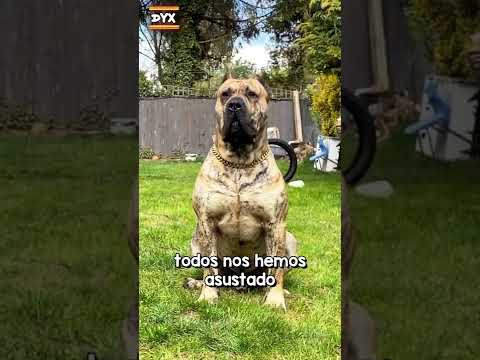 Video: Receta de chile para perros