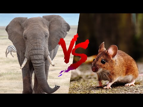Video: Perché gli elefanti hanno paura dei topi?
