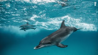 4K Stunning Underwater Wonders of the Red Sea + Relaxing Music - Coral Reefs & Colorful Sea Life