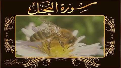 سورة النحل القرآن الكريم علي الحذيفي