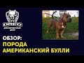 Американский Булли | Обзор породы | Особенности и привычки