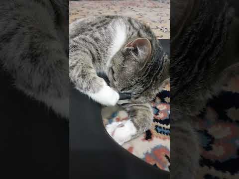 مخمل خانوم چه قدر قشنگ خوابیده خسته از بازی