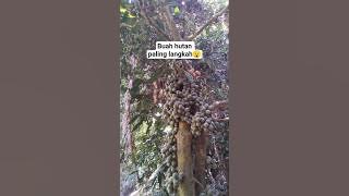 buah hutan paling langkah.!!😯 #mentawai #hutan #lifeisbutadream #vlog #fyp #familyvlog #buah