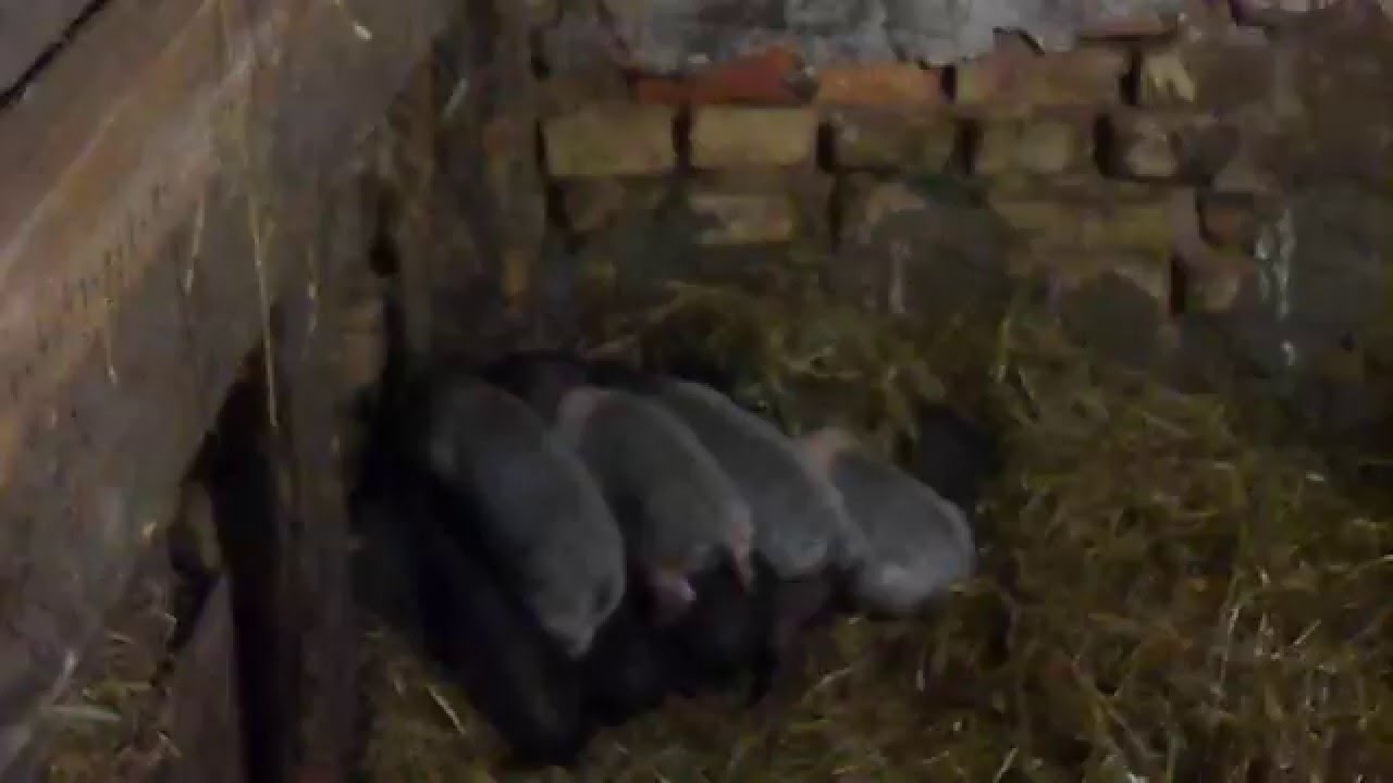 взвешивание поросят вьетнамских свиней в месячном возрасте,Weighing pigs