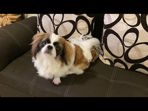 Video: Cómo Levantar Un Perro