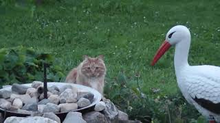 Кот и его любимая птица. Кот и его любимая птица.