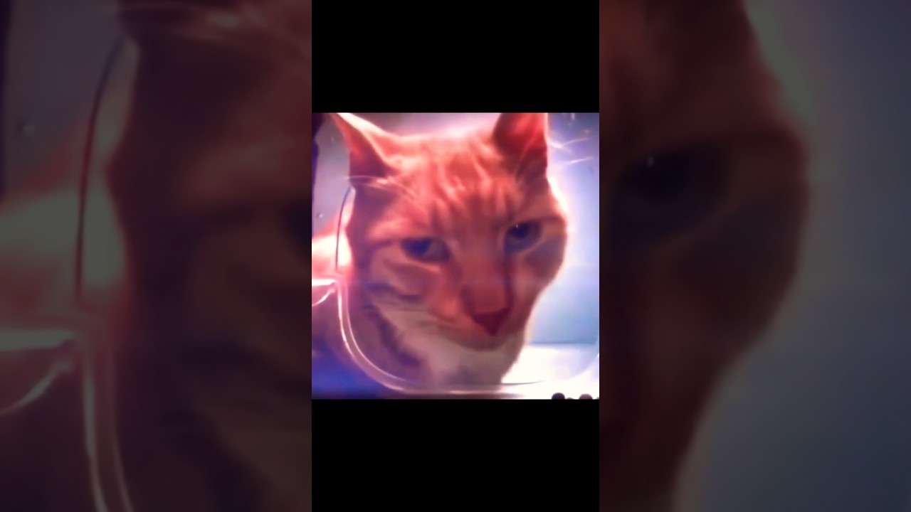 Cat rizz #edit #rizz #cat #shorts - YouTube