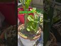 How to grow 4 plants in one pot 🌽🫛🥬   #gardening