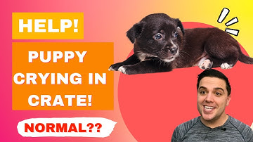 Puppy Crying in Crate? Is this normal? 🐶 (Behavior Explained)