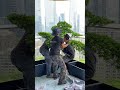 Create a Podocarpus Garden on Your Balcony #SpaceDesign #gardendesign #garden #plants