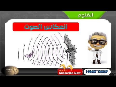 فيديو: كيف تكون صدى في عام