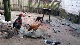 Galo Frisado E Patos