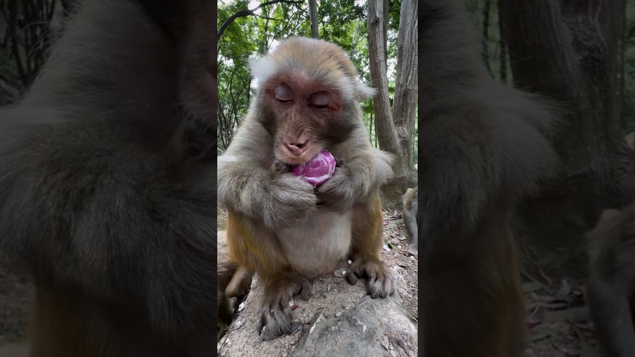 Kabi Aapne Asa Monkey 🤣🤣 Dekha Hai Jo piYaj khata Ho 😅😅