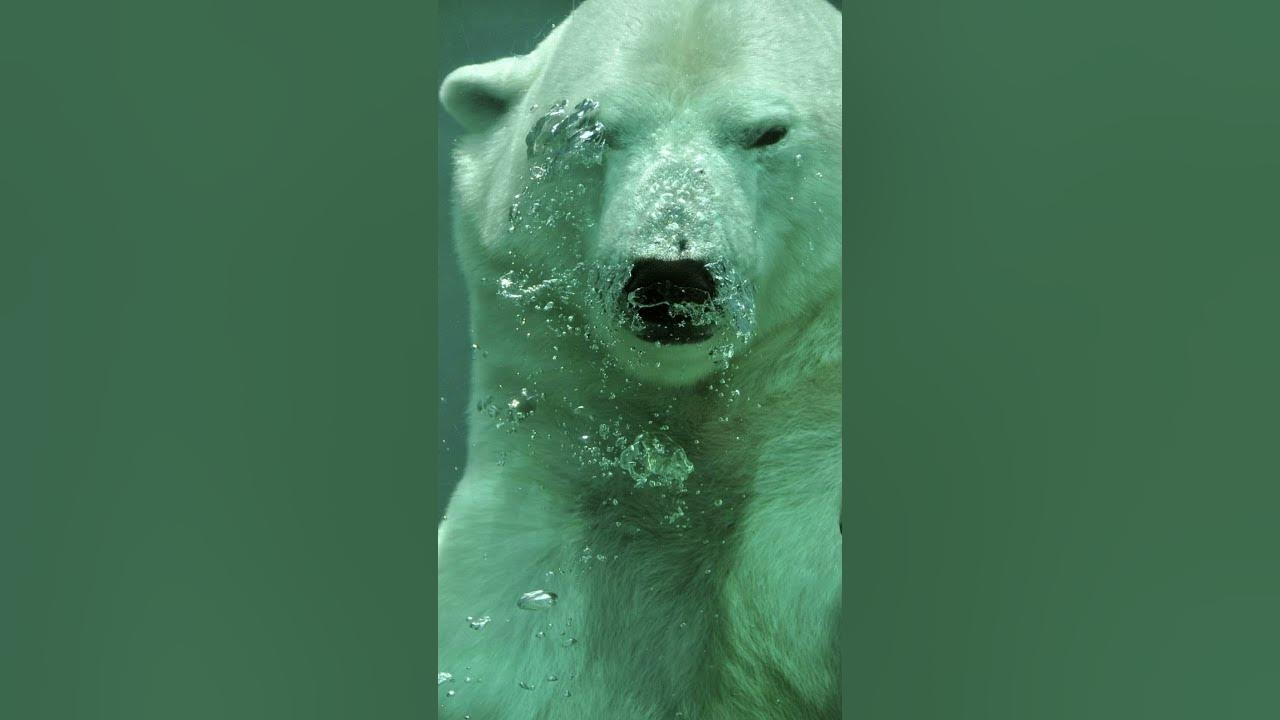 Arctic Facts. Why do Polar bears have black skin? polarbears YouTube