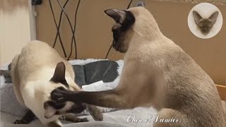 If you want to smile, my cats will help you 😊💖😊 playful cats | oriental cat | cat family 😊 by Clan of Lumier 310 views 1 month ago 6 minutes, 30 seconds