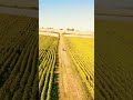 Crf300l découverte Auvergne TET DJI Mavic pro