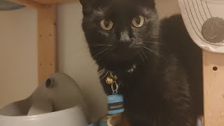 feeding black cat canned food! by Cat Videos OIAW 2,893 views 2 years ago 1 minute, 23 seconds