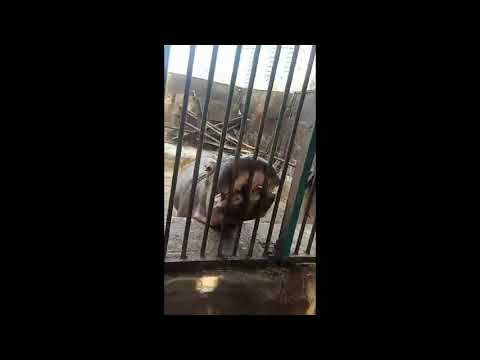 صوت فرس النهر السيد قشطة