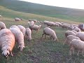 عارف داوودي موال مزنبي اماربي دنياوهاربابو