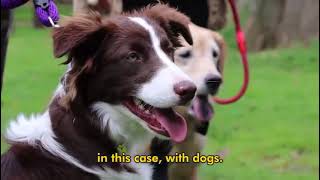 Video corporativo Running Paws - Una Experiencia Maravillosa