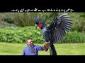 10 Most Expensive Birds in the World | TOP X TV