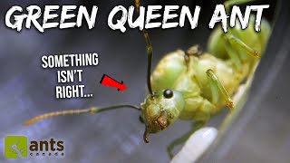 My New Green Queen Ant's First Workers Are Arriving But Something Isn't Right...