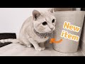 新しい首輪でさらにかわいくなった子猫はこちらです。【ダイソー】