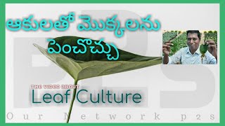 Leaf culture|#ournetworkp2s |#Mr.Rajarathnam