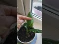 Мои молодые комнатные растения, начинаю вникать как за ними ухаживать