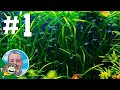 Community Fish Chat #1 - Aquarium Co-Op