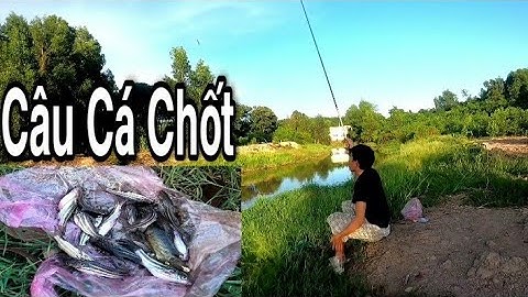 Câu Cá Rô Đồng Mà Toàn Là Cá Chốt