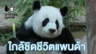 ใกล้ชิดชีวิตแพนด้า : Animals Speak [by Mahidol]