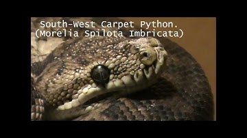 Southwest Carpet Python.
