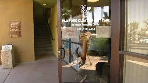 Missing dog returns home after 4 years