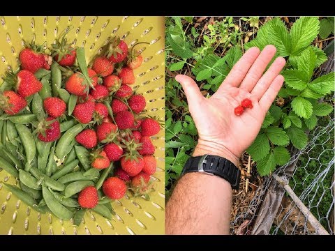 Video: Ce sunt căpșunile care poartă iunie: Cum să crești plante de căpșuni care poartă iunie