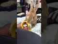 කෙසල් තමයි ආසම..-රොමි චන් 🇯🇵🍌🐰#foryou #bunny #tranding #trandingshorts #animal