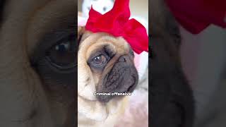 BEST SideEye Award Goes to… PUGS  #shorts #dog #funnydogs