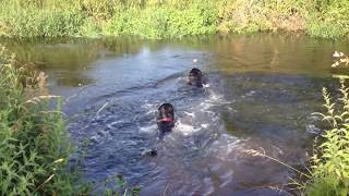Rottweilers play fetch from River 1