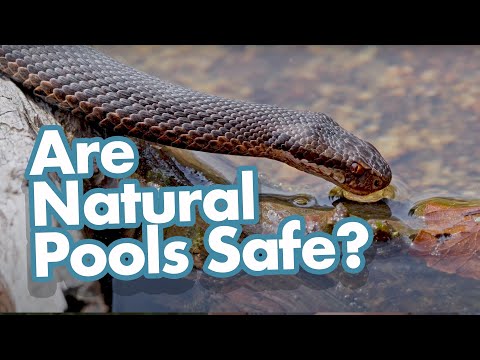 Are Natural Pools Safe? Natural Pool FAQ Answered