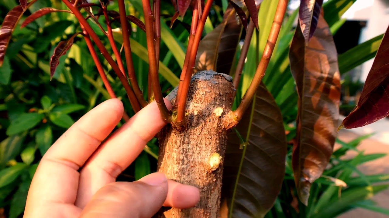 Seleksi Tunas Sekunder Mangga Setelah Pangkas Bentuk Cabang Sekunder