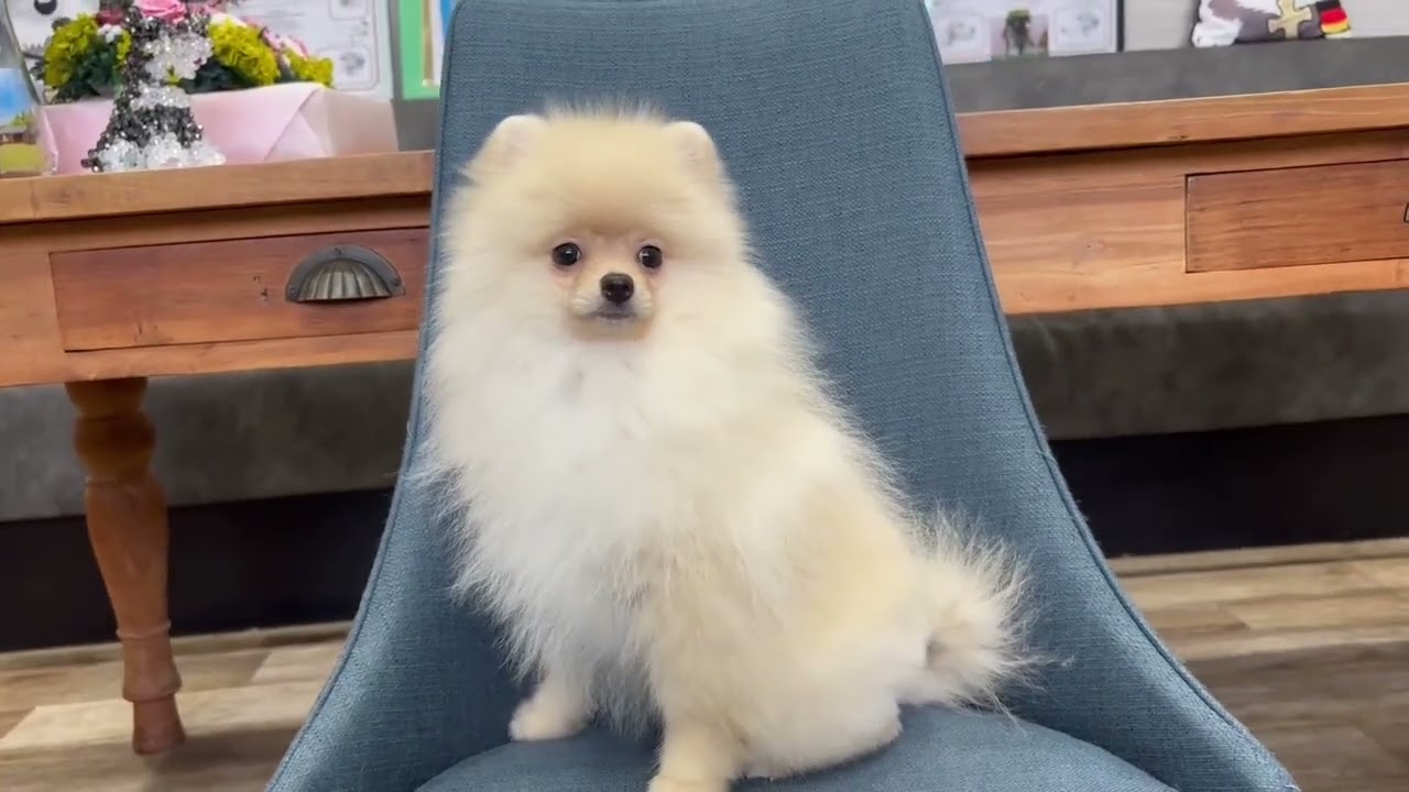 ポメラニアン ココ・3ちゃん | 【公式】子犬のブリーダー・ミニチュア