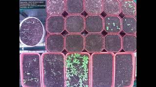 #growlab Timelapse May 27 - June 14 2021