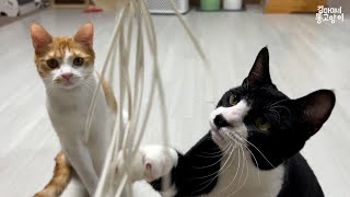 요술봉의 지배를 받는 고양이들 by 김마미네 똥고양이Kim Mother's cats 1,787 views 2 years ago 4 minutes, 23 seconds