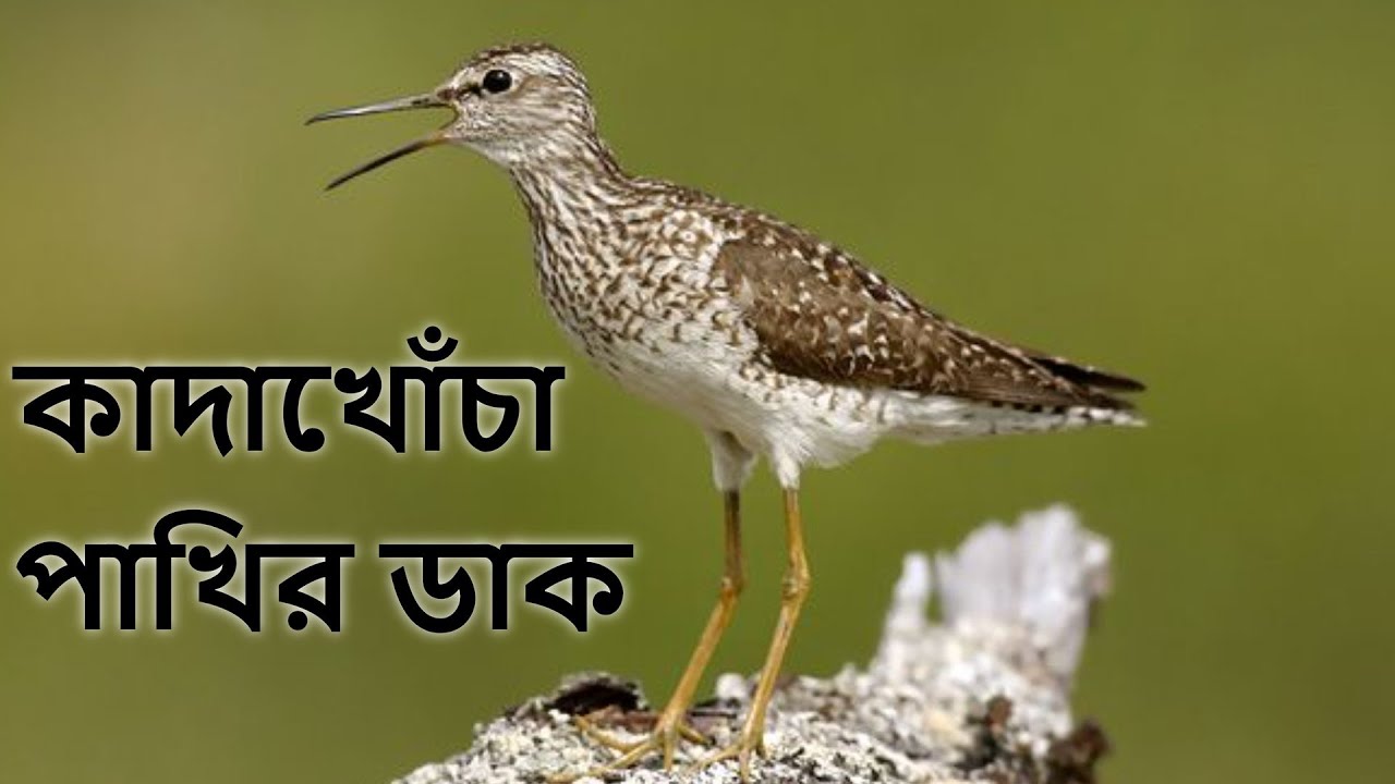 কাদাখোঁচা / বন বাটান পাখির ডাক Wood Sandpiper Sound Wood Sandpiper